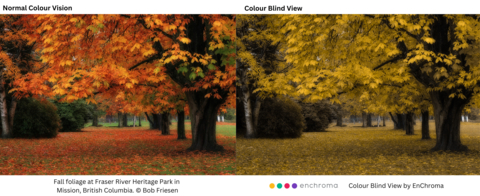 Normal colour vision/colour blind view of Fall foliage at Fraser River Heritage Park in Mission BC. Credit Bob Friesen.
