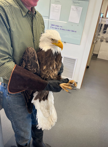 Teton Raptor Center recently treated this bald eagle injured during an interaction with another bird in Wyoming. Bald eagles that rehabilitate in TRC’s unique flight barn have seen their recovery time drop from an average of 63 days to just 36 – a 42% reduction. The flight barn is part of a recently completed five-year, $13 million million expansion of facilities to rehabilitate and protect bald eagles and other vital raptor and corvid species in the American West. In addition to its rehabilitation work, TRC conducts extensive raptor research and hosts live raptor educational programs in its newly renovated windproof gothic barn, an iconic fixture on the Jackson Hole landscape since the 1940s. Learn more about TRC at tetonraptorcenter.org. (Photo: Business Wire)