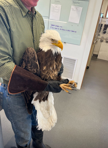 original Teton Raptor Center recently treated this bald eagle injured during an interaction with another bird in Wyoming. Bald eagles that rehabilitate in TRC’s unique flight barn have seen their recovery time drop from an average of 63 days to just 36 – a 42% reduction. The flight barn is part of a recently completed five-year, $13 million million expansion of facilities to rehabilitate and protect bald eagles and other vital raptor and corvid species in the American West. In addition to its rehabilitation work, TRC conducts extensive raptor research and hosts live raptor educational programs in its newly renovated windproof gothic barn, an iconic fixture on the Jackson Hole landscape since the 1940s. Learn more about TRC at tetonraptorcenter.org. (Photo: Business Wire)