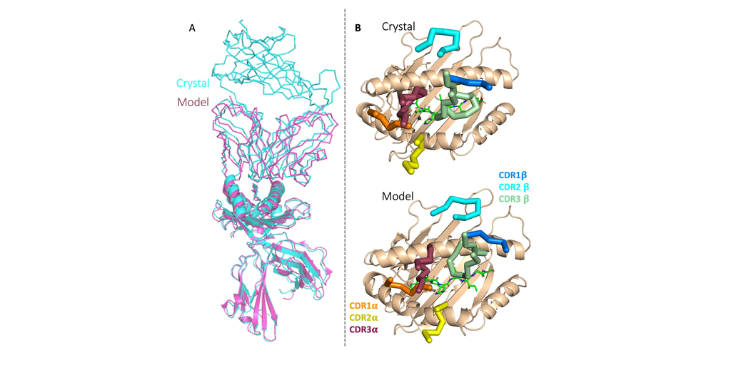 Etcembly TCR Model vs Crystal structure