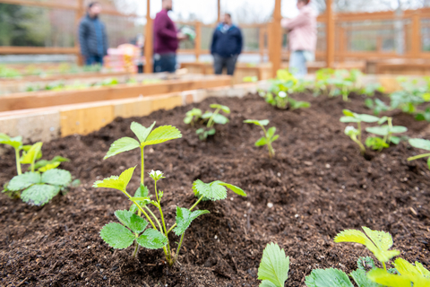 Edifecs Award-winning community garden - planted on Earth Day 2023 (Photo: Business Wire)