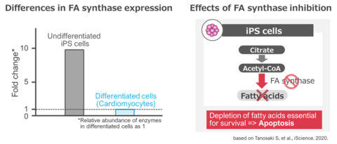 Fatty Acid (FA) synthase expression and the effect of its inhibition (Graphic: Business Wire)
