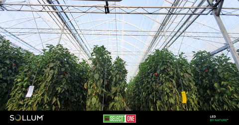 AMCO CHOOSES SOLLUM LED LIGHTING AS A VERSATILE SOLUTION IN THEIR PROPAGATION OPERATIONS AND STRAWBERRY PRODUCTION (Photo: Business Wire)