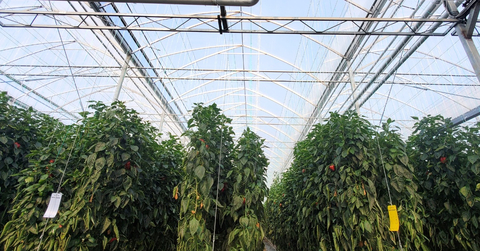 original AMCO ADOPTE L’ÉCLAIRAGE DEL DE SOLLUM COMME SOLUTION
POLYVALENTE POUR SES ACTIVITÉS DE PROPAGATION ET DE PRODUCTION DE FRAISES (Photo: Business Wire)