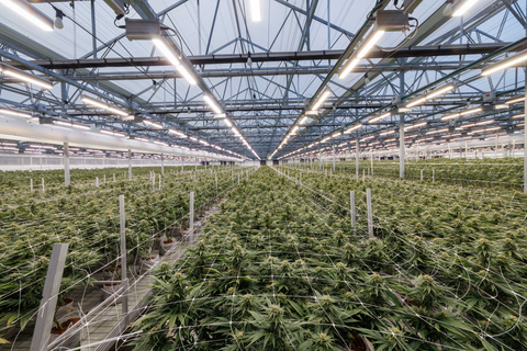 thumbnail Fluence LED technology in Green Fields' 42,000-square-meter facility. (Photo: Business Wire)