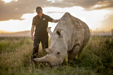 Thomas Hildebrandt, leader of the BioRescue consortium walks with Najin, one of the last two northern white rhinos alive at Ol Pejeta Conservancy in Kenya. (Photo by Ami Vitale)