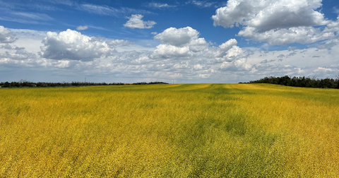 Camelina is one of the crops Syngenta and ADM are looking to scale in research and commercialization to help meet the skyrocketing demand for biofuels and other sustainably produced products. It’s a win-win for farmers, the environment and the rural economy. (Photo: Business Wire)