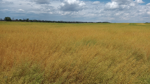A camelina field nears maturity in Montana. Photo courtesy of Global Clean Energy.