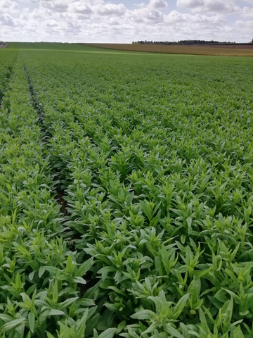 Global Clean Energy camelina growing in France. Photo courtesy of Global Clean Energy.