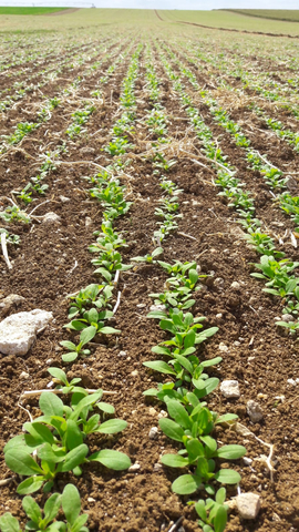 Camelina emerges in a field in Argentina. Photo courtesy of Global Clean Energy.