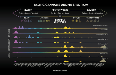 Schematic illustrating the wide spectrum of cannabis aromas reported from a sensory panel for multiple cultivars. The numbers in parentheses are each variety’s Exotic Score that indicates how exotic the strain is. Higher numbers indicate the variety was ranked to be sweet or fruity, while lower numbers indicate the varieties were ranked as not sweet or fruity. The numbers do not correspond to aroma quality - meaning a higher number is not better than a lower number. (Graphic: Business Wire)