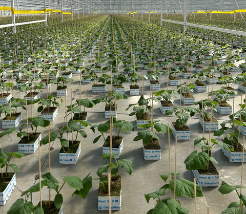 Committed to providing their customers with dependable and high-quality crops, the team at Proplant Propagation has chosen to install Sollum®'s dynamic smart LED fixtures in their propagation greenhouses. With this new investment in precision supplemental lighting, the company hopes to continually improve their product with the help of tailored light recipes. (Photo: Business Wire)
