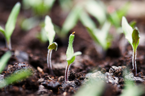 original Tomato seedlings just emerged from the soil (Photo: Business Wire)