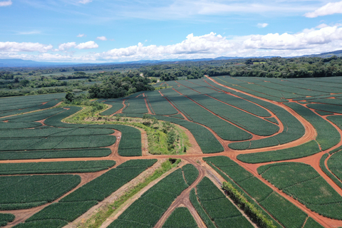 Fresh Del Monte Pineapple Field & Forest (Photo: Business Wire)