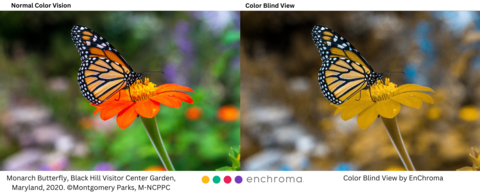 Color blind view of Monarch Butterfly, Black Hill Visitor Center Garden, Maryland. Courtesy of Montgomery Parks, M-NCPPC.