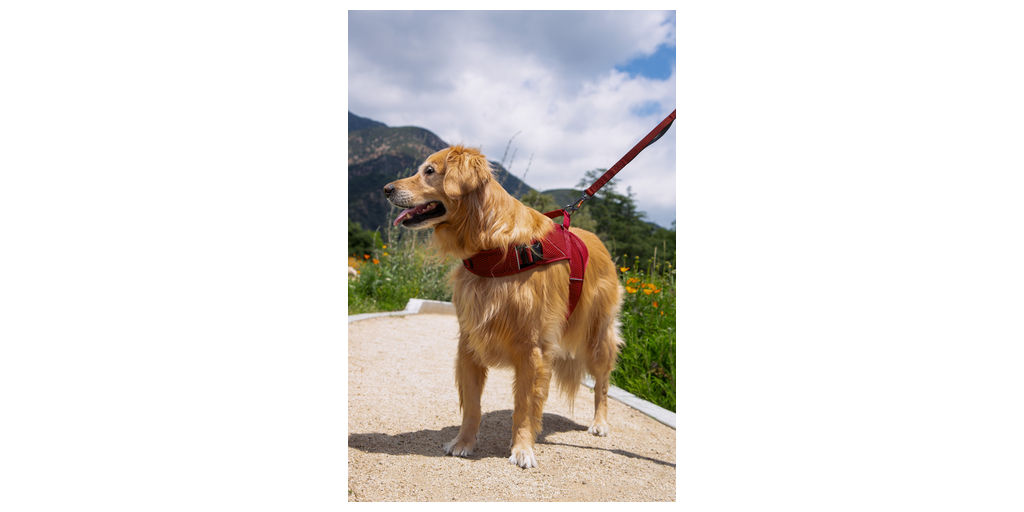 Martingale Calming Harness for dogs