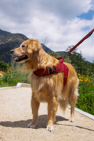 Sleepypod's new Martingale Calming Harness for dogs and cats is a unique, two-in-one harness for anxiety relief and walking. (Photo: Brandise Danesewich for Sleepypod)