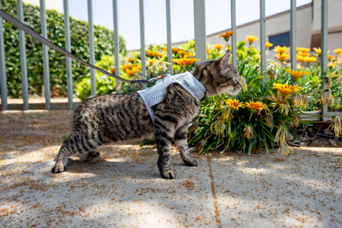 When used as a walking harness, Sleepypod's unique Martingale Calming Harness incorporates a martingale feature to provide control of a cat or dog while helping to prevent escape. (Photo: Brandise Danesewich for Sleepypod)