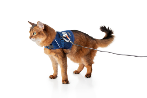 Sleepypod's two-in-one harness for cats and dogs is designed for anxiety relief and walking. (Photo: Brandise Danesewich for Sleepypod)