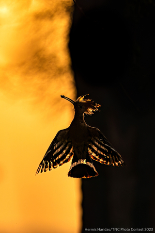 CELEBRITY JUDGE CHOICE - Selected by Cole Sprouse // Hermis Haridas, United Arab Emirates //
Dawn’s Whispers: Graceful Hoopoe Silhouette at Sunrise