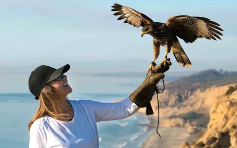 Experience the ancient art of falconry and gain insights into bird ecology and conservation amidst the stunning cliffs of La Jolla. (Photo: Business Wire)