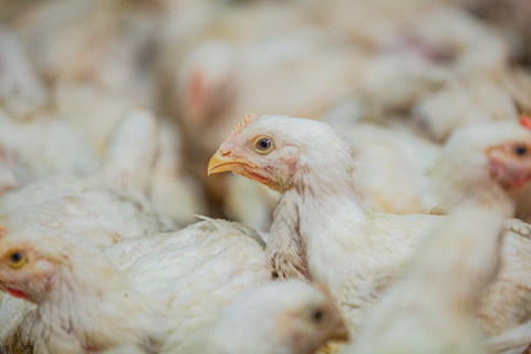 USAID-funded TRANSFORM unites global poultry industry in an effort to combat antimicrobial resistance (Photo: Business Wire)