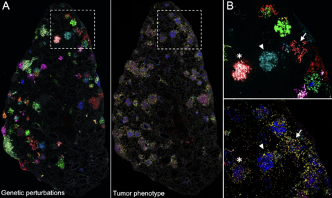 Perturb-map deciphers the impact of genetic perturbations on the tumor phenotype. A. Selected images from a high-plex (25+) immunofluorescence profiling of a mouse lung lobe carrying multiple cancer lesions. (Left Panel) Each tumor lesion carries a specific genetic perturbation, identified with Perturb-map. (Right Panel) This image highlights the immune composition of each tumor – a subset of the phenotypic panel used to characterize tumor phenotypes. B. Magnification of the squared area from (A). The symbols (arrow, arrowhead and star) highlight corresponding tumors, visualized based on the perturbation (upper panel) or immune cell infiltration (lower panel). (Photo: Business Wire)
