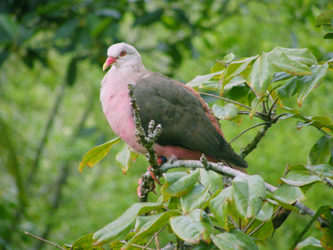 Pink Pigeon, Photo Credit: Mauritius Wildlife Foundation