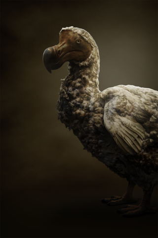 Dodo Bird, Photo Credit: Colossal Biosciences