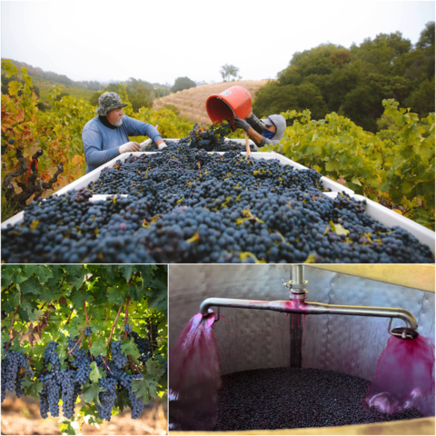 California's 2023 winegrape harvest looks to be exceptional. (Photo: Business Wire)