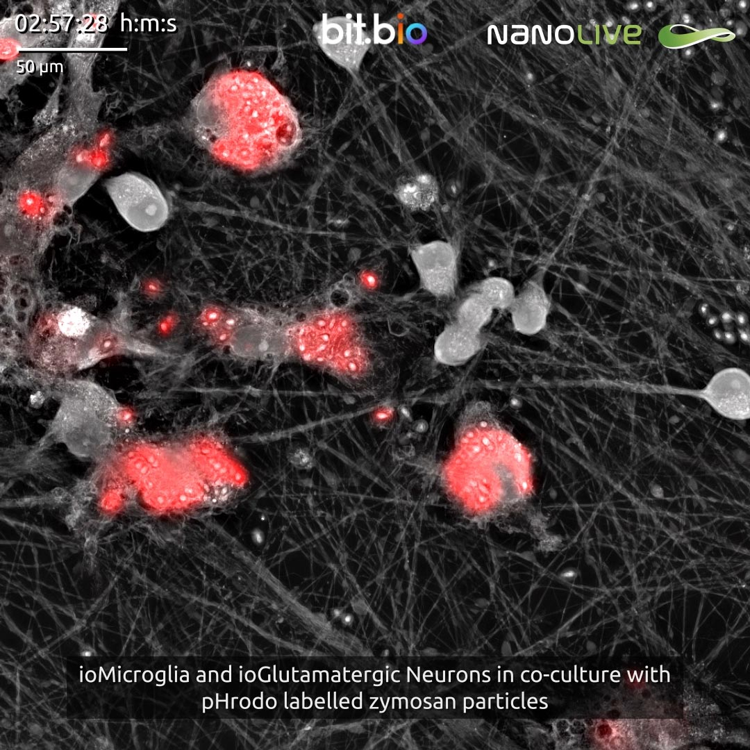 ioGlutamatergic Neurons and ioMicroglia in co-culture.
