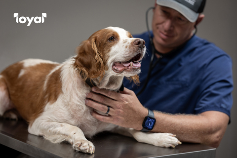 Dr. Casey Talbot examines Chance, an eight-year-old Brittany, at Fair Grove Veterinary Service in Fair Grove, Missouri. (Photo: Business Wire)