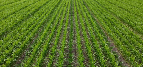 Hybrid seed corn field (Photo: Business Wire)