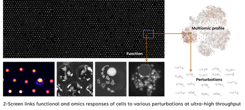 Z-Screen links functional and omics responses of cells to various perturbations at ultra-high throughput (Graphic: Business Wire)