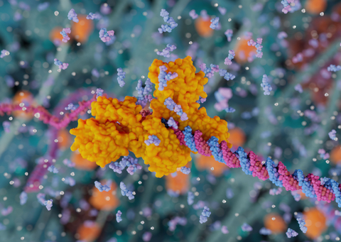 LINE-1 reverse transcriptase (orange) can produce RNA-DNA hybrids in the cytoplasm, a new study finds. These aberrant products can trigger inflammation, and might explain how LINE-1 contributes to autoimmune disease and other disease biology. Credit: MoA animation by Visual Science, 2023, and published by Baldwin et al. in Nature (doi 10.1038/s41586-023-06947-z)