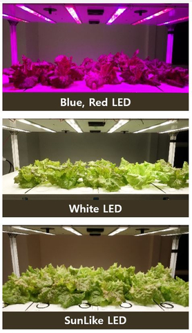 Seoul Semiconductor is conducting an experiment on plant growth and nutrients using different types of lighting at its experimental farm. (Photo: Seoul Semiconductor Co., Ltd.)