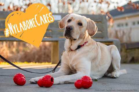 Nylabone® has donated 1,600 Strong Chew stuffable cone toys to eight local and national animal welfare groups through the brand’s Holiday Enrichment program. (Graphic: Business Wire)