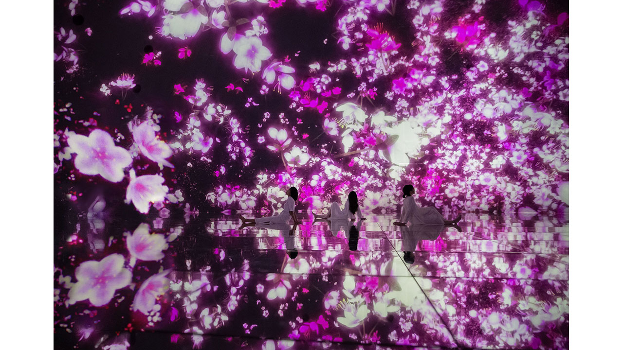 Cherry blossoms bloom in an expansive art space at teamLab Planets, a body immersive museum in Toyosu, Tokyo. (teamLab, Floating in the Falling Universe of Flowers / Video: teamLab)