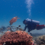 Tēnaka Partners with Orange Business to Scale Its Coral Reef Restoration Program