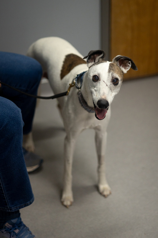 Boo, an 11-year-old Whippet, is the first participating dog to be dosed in the Loyal STAY study. (Photo: Business Wire)