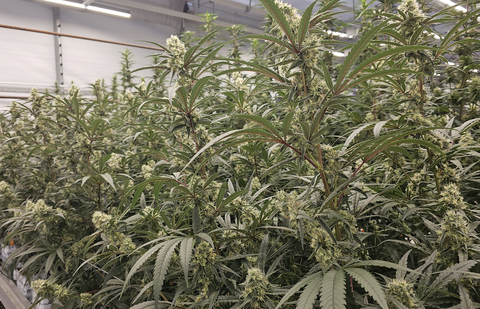 Fluence and Innexo's partnership tests the effects of eliminating the vegetation phase for cannabis cultivation. (Photo: Business Wire)
