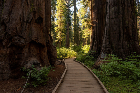 The Calaveras Big Trees State Park is one of 280 in the state that will use Tyler's Outdoor Recreation solution. (Photo: Business Wire)