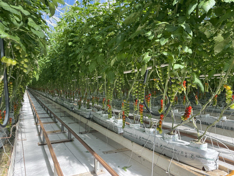 NatureSweet's Bonita, AZ Greenhouses (Photo: Business Wire)