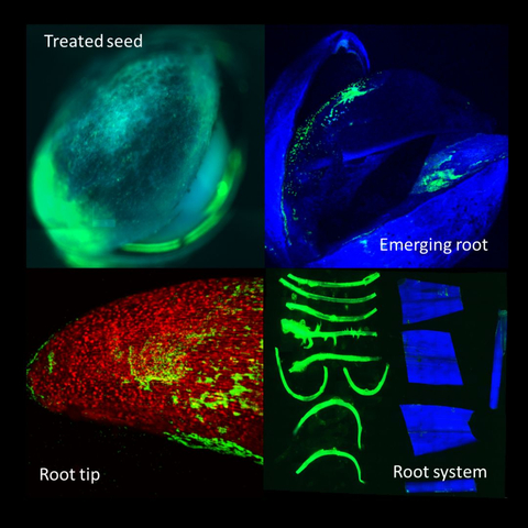 original BioConsortia's Nitrogen Fixing microbes (shown in green) survive on corn seed for up to 2 years. After planting, they colonize the germinating seedling and grow alongside the corn roots, fixing nitrogen in the root zone throughout the season. (Graphic: Business Wire)