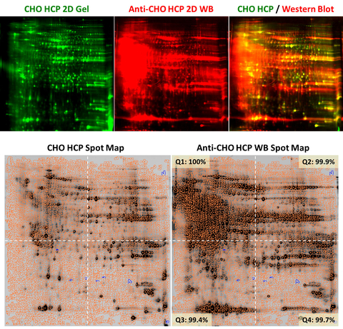 Antibody Coverage of Applied Biomics' Anti-CHO Antibody by 2D Western Blot (WB). Top row: 2D image of CHO HCP (left), CHO antibody WB (middle), and overlay image of CHO HCP/WB (right). Bottom row: Spot map showing 99.8% overall antibody coverage (left) and > 99% each quadrant coverage (right). (Graphic: Business Wire)