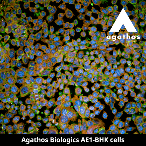 Agathos Biologics AE1-BHK cells. (Photo: Business Wire)