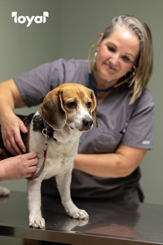 Dr. Ellen Ratcliff, Veterinarian and Director of Clinical Development at Loyal, with Boston, a seven-year-old Beagle mix. Loyal today announced $45 million in new funding. (Photo: Business Wire)