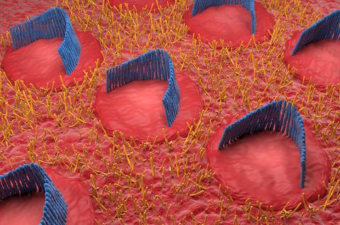 Inner hair cells in the inner ear (picture: Nemes Laszlo/Shutterstock.com)