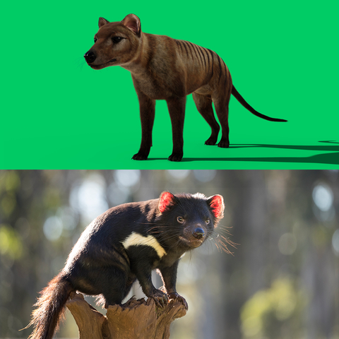 Image composite includes an AI-generated image of the extinct Thylacine, which Colossal and Re:wild hope to bring back and restore as a part of this new partnership, and a photo of the endangered Tasmanian devil, which will benefit from the de-extinction technology being developed for the thylacine. (AI image courtesy of Colossal Biosciences; Tasmanian devil photo by Aussie Ark)