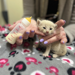 Pet_Food_Express_Kitten_Season_2024_Foster_Families_Needed.jpg